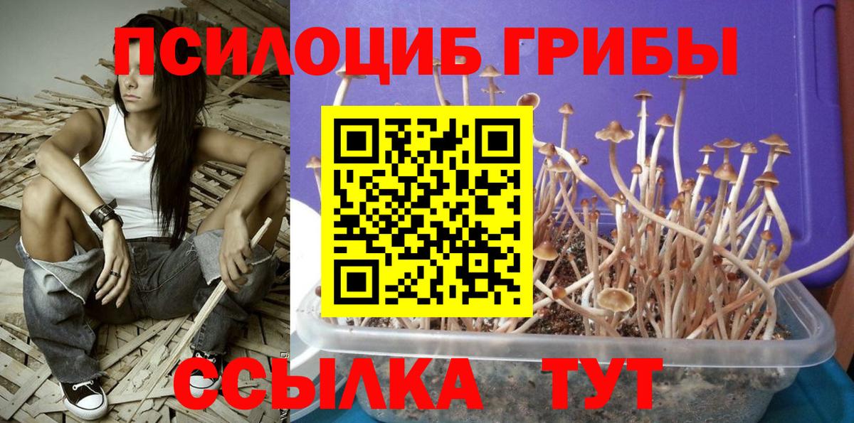 Галлюциногенные грибы Cubensis  Вход с VPN  Галлюциногенные грибы мицелий  Великий Устюг 
